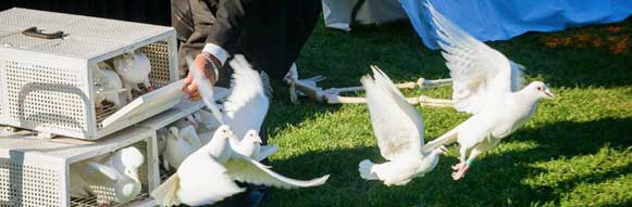 romeros-white-doves-release-services