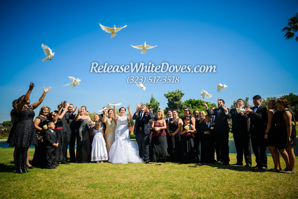 White Dove Release